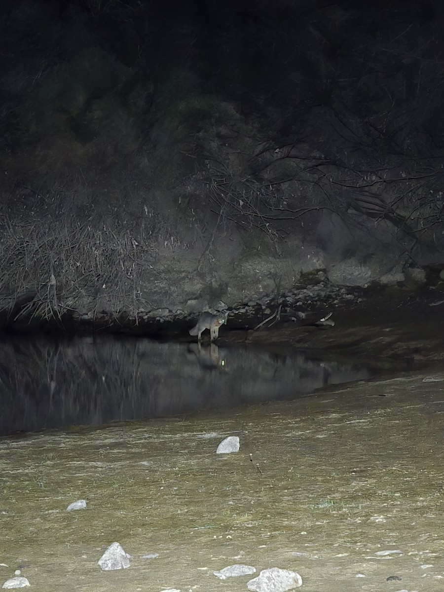 Gray Foxes - ML646624860