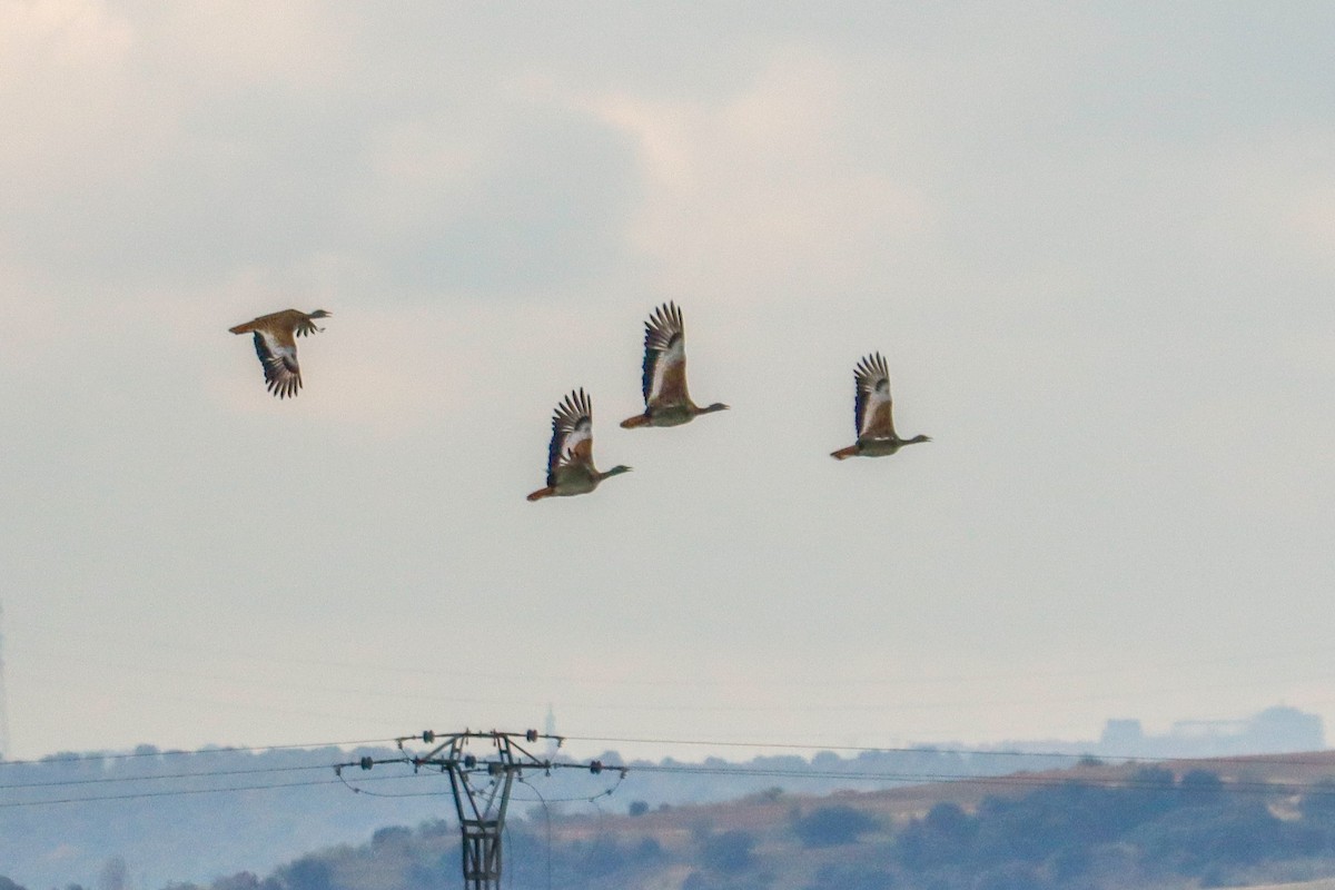 Great Bustard - ML646624861