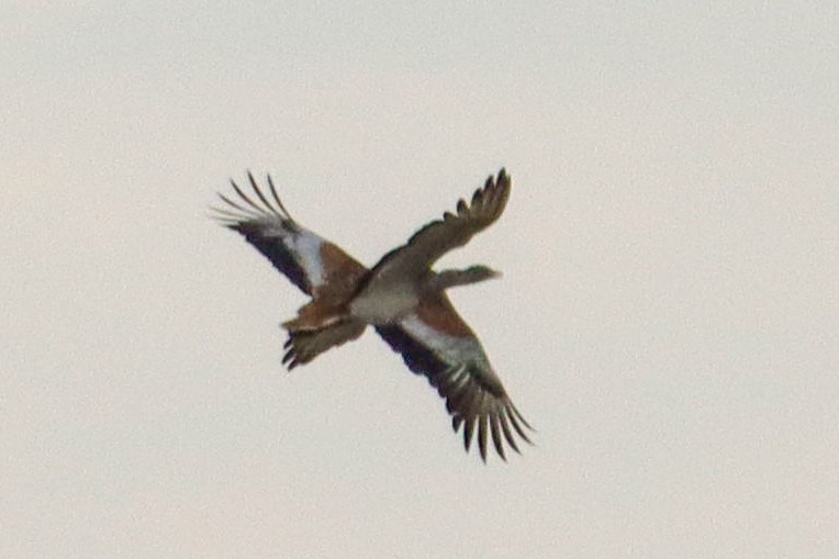 Great Bustard - ML646624862