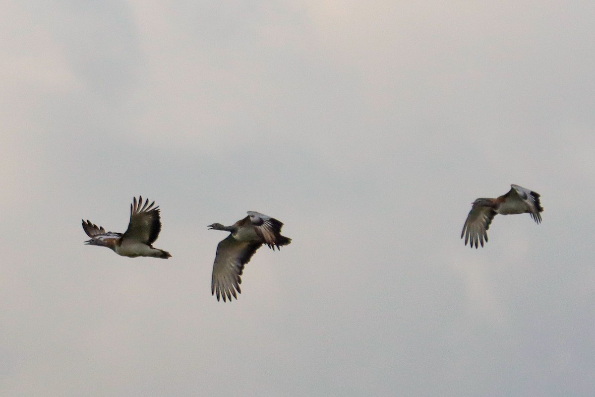 Great Bustard - ML646624863