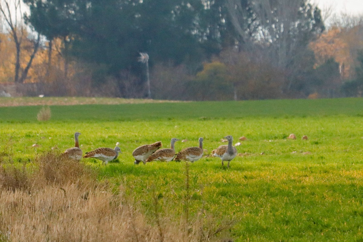 Great Bustard - ML646624864