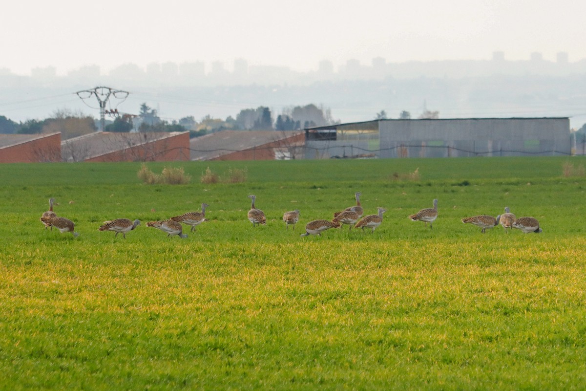 Great Bustard - ML646624865