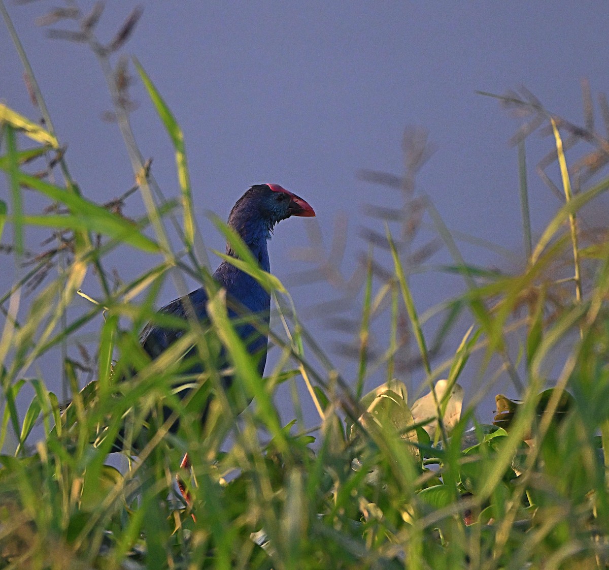 Gray-headed Swamphen - ML646624867