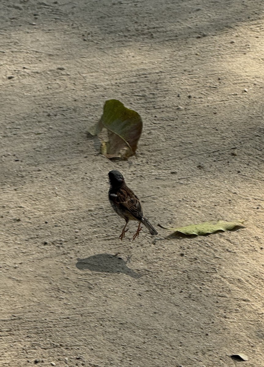 House Sparrow - ML646624868