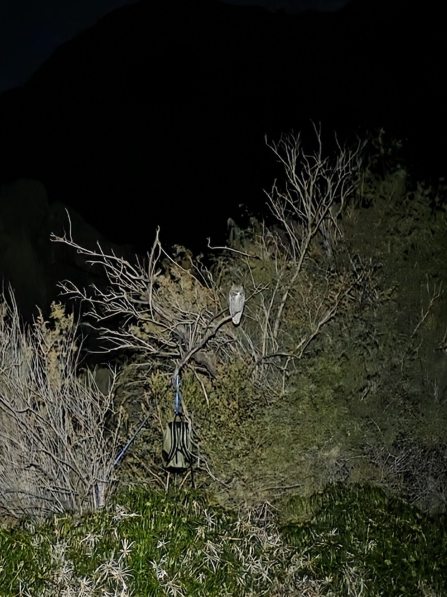 Great Horned Owl - ML646624869