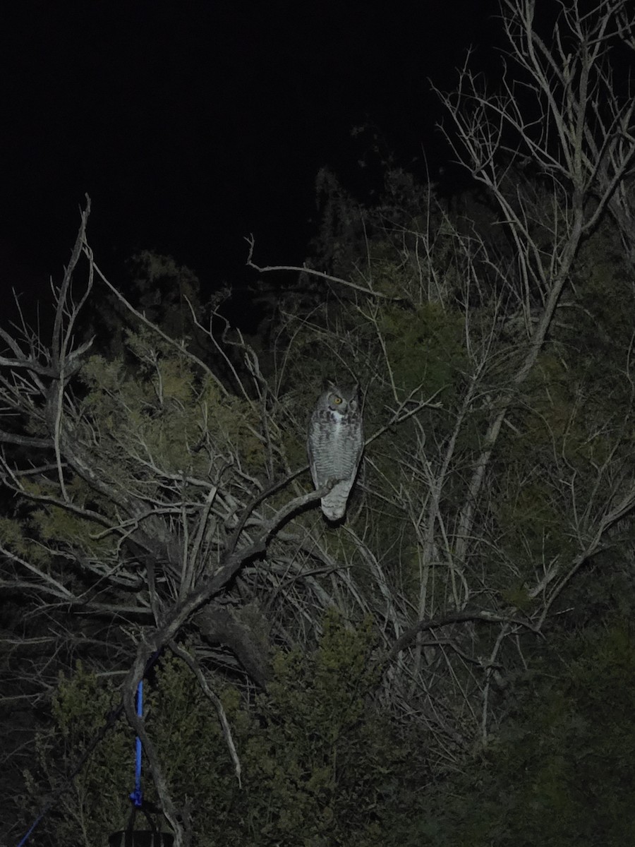 Great Horned Owl - ML646624870