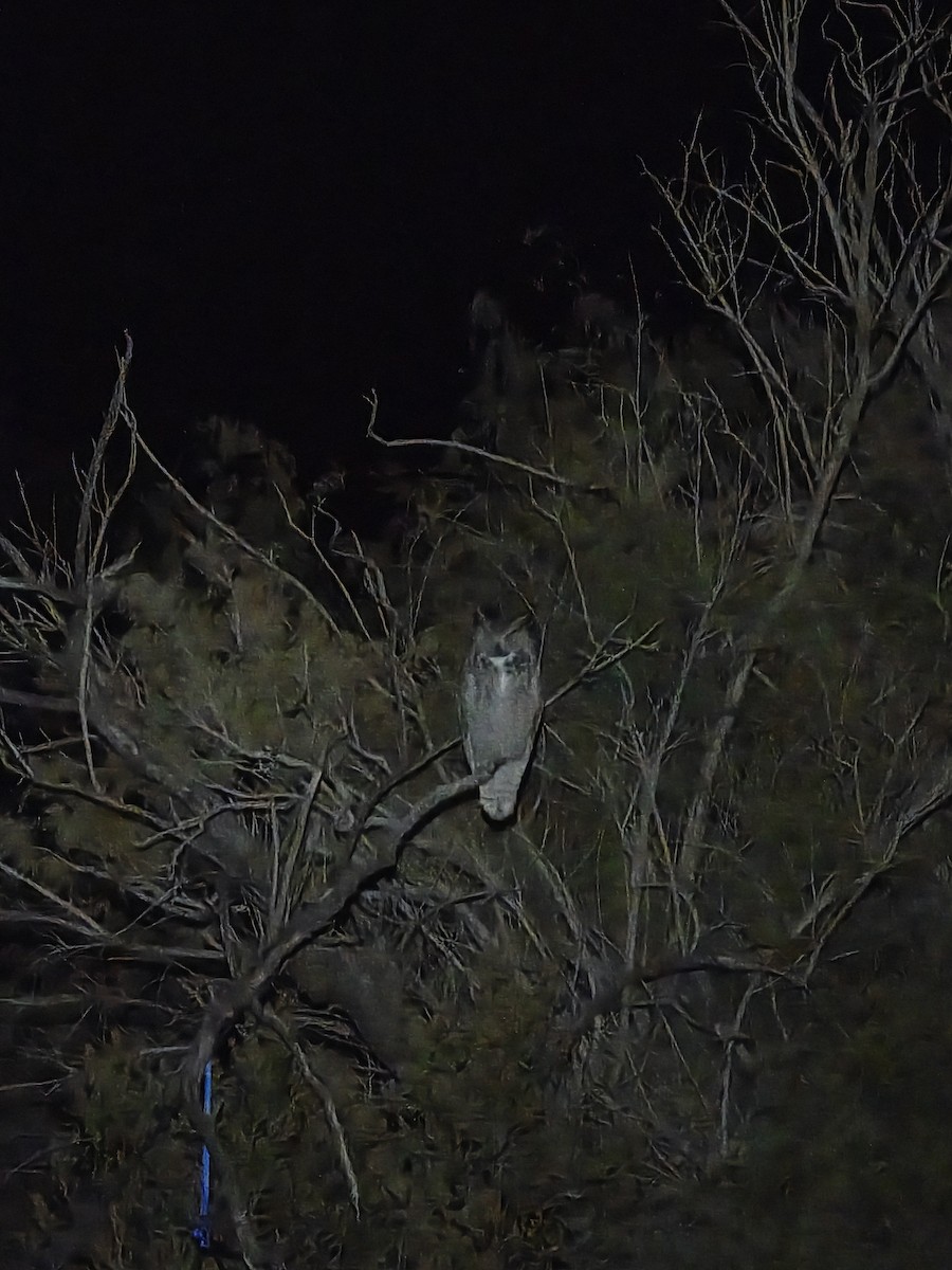 Great Horned Owl - ML646624871