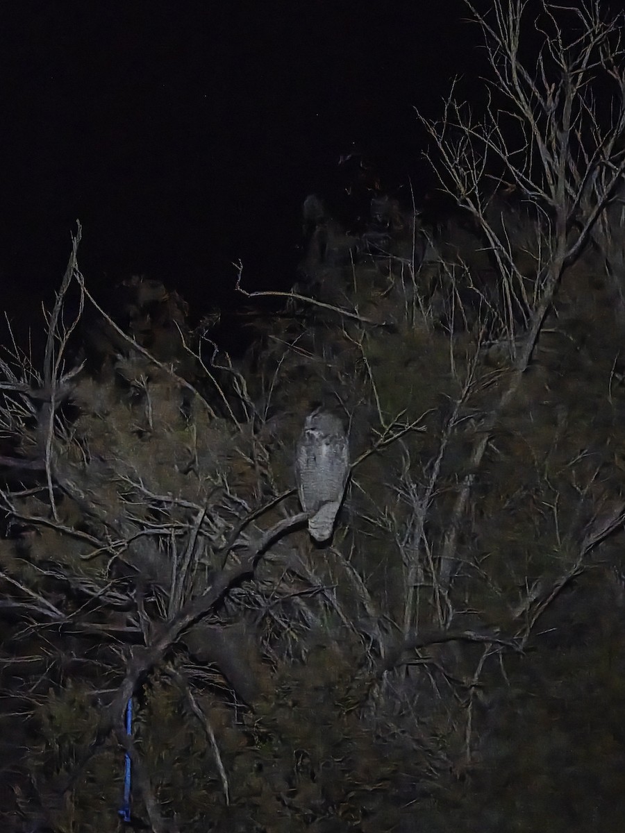 Great Horned Owl - ML646624872