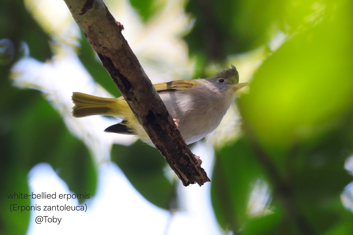 White-bellied Erpornis - ML646624873