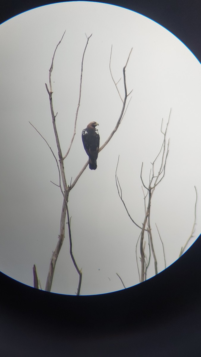 Spanish Eagle - ML646624875