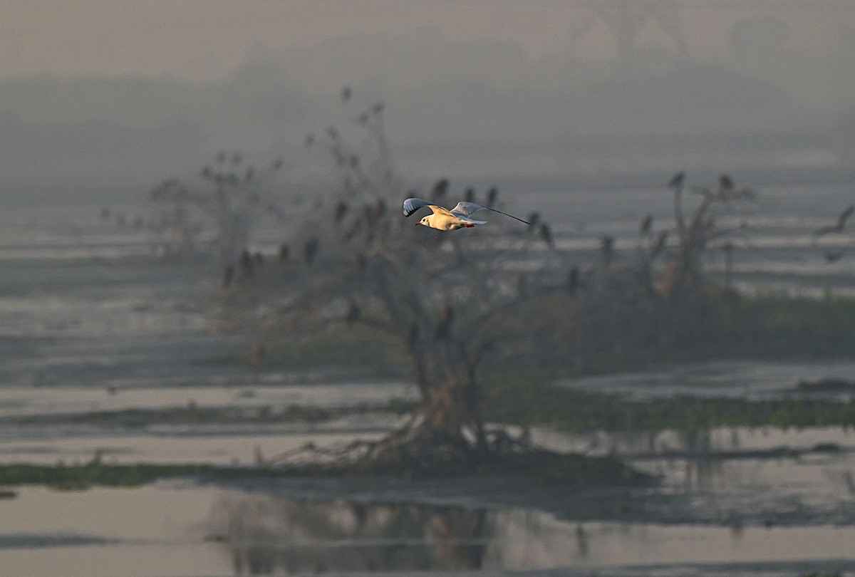 Brown-headed Gull - ML646624876