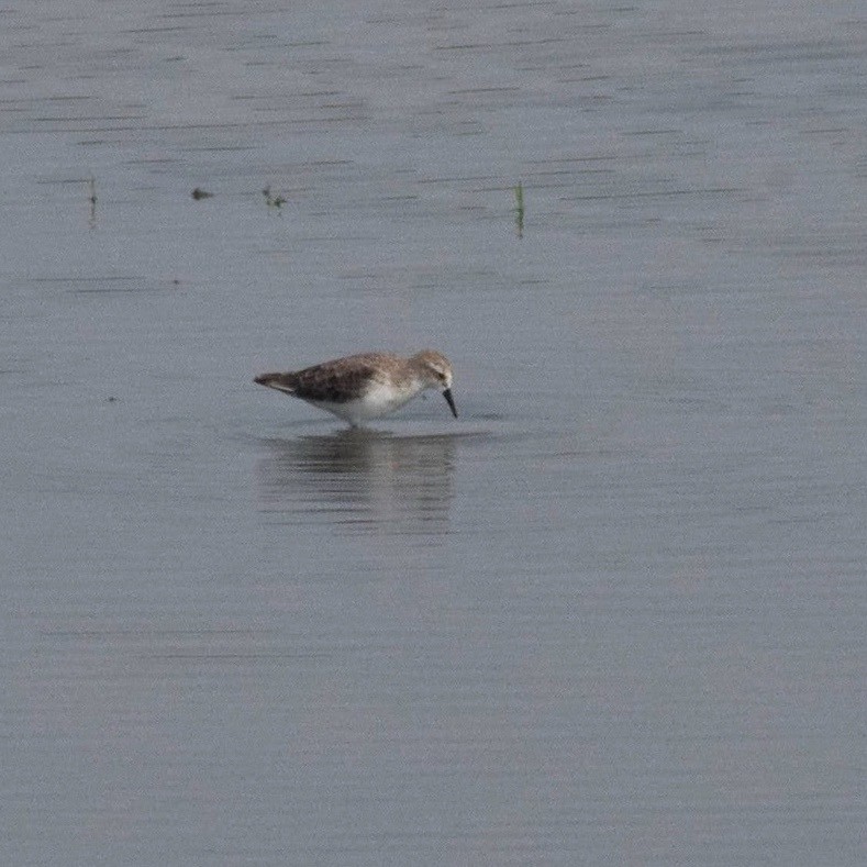 小濱鷸 - ML646624880