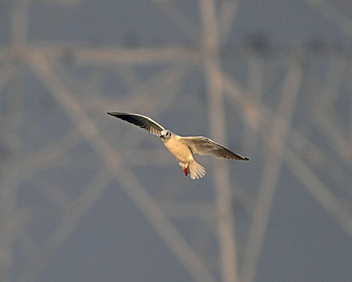 Brown-headed Gull - ML646624889