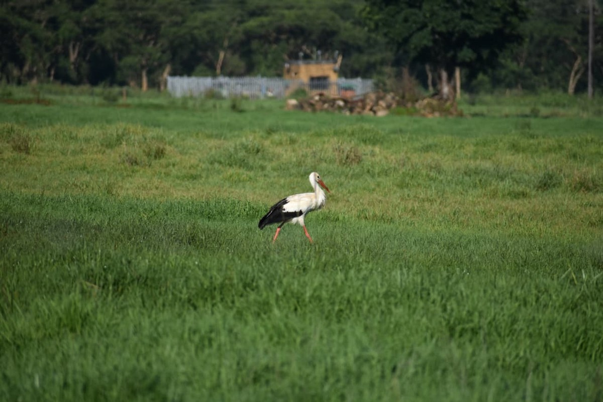 čáp bílý - ML646624904