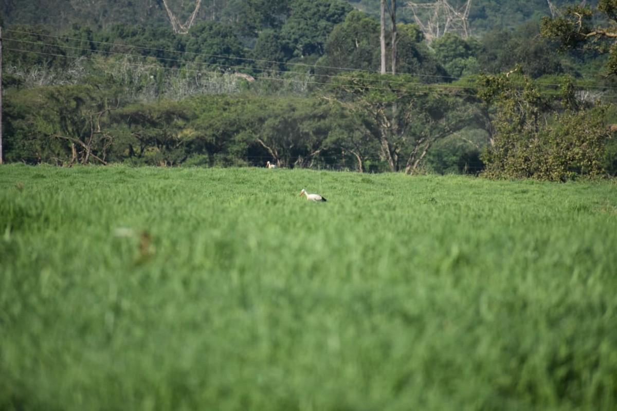 čáp bílý - ML646624905