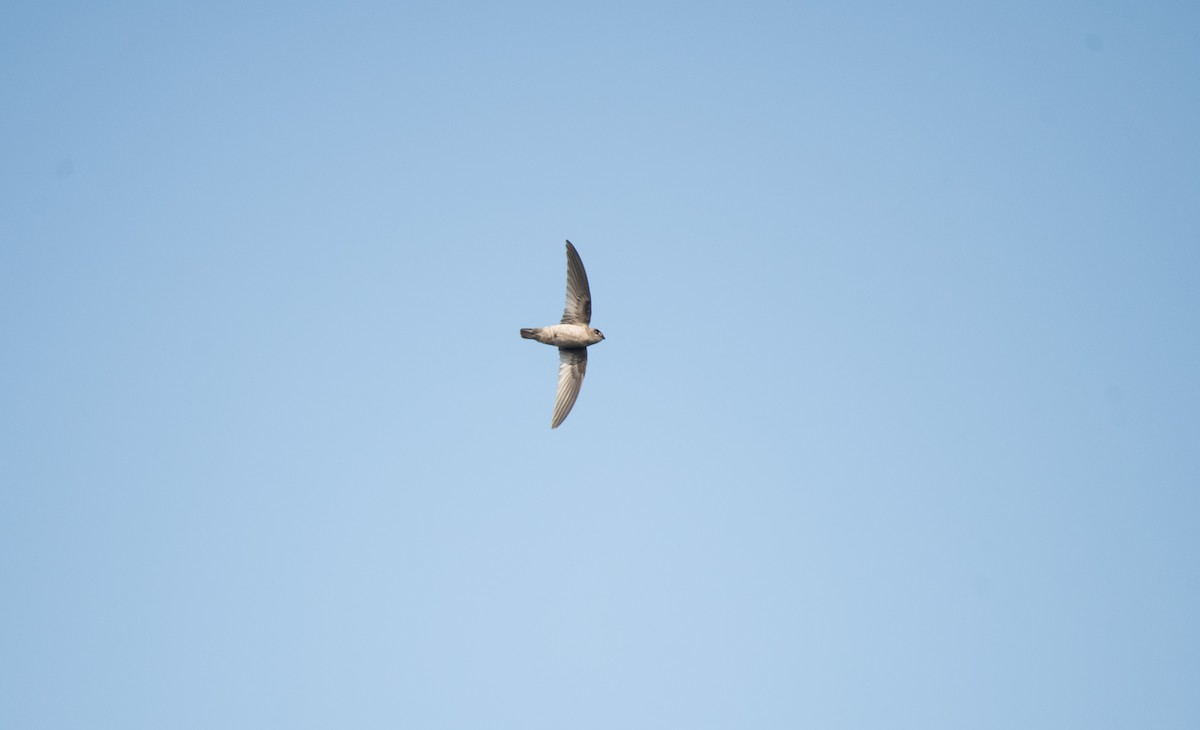 Indian Swiftlet - ML646624910