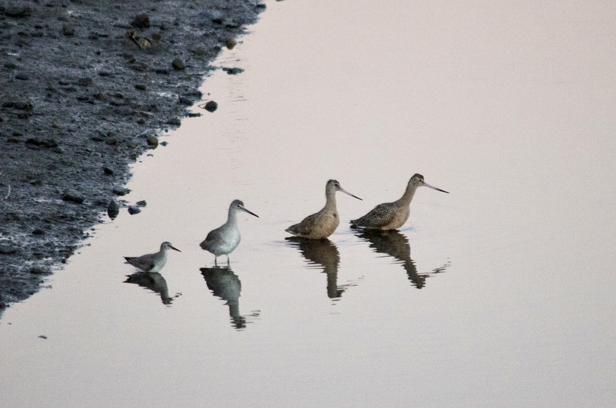 Marbled Godwit - ML646624911