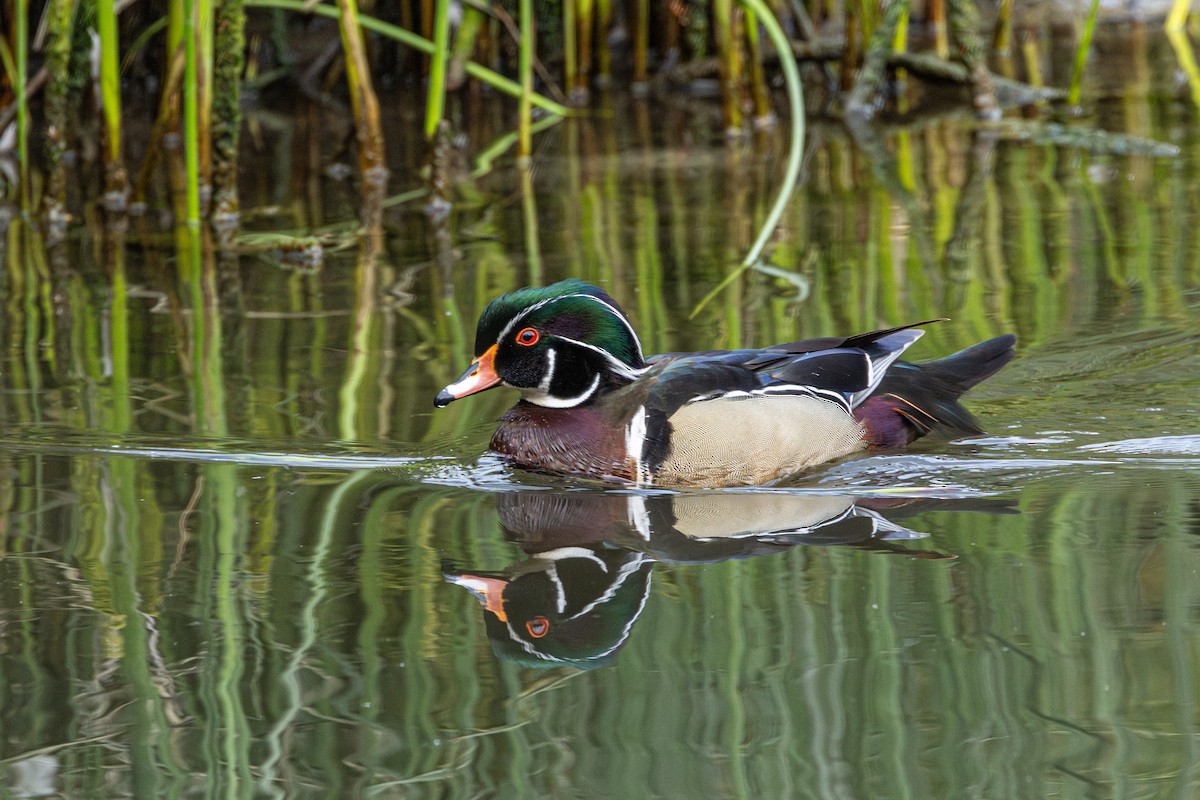 Pato Joyuyo - ML646624914