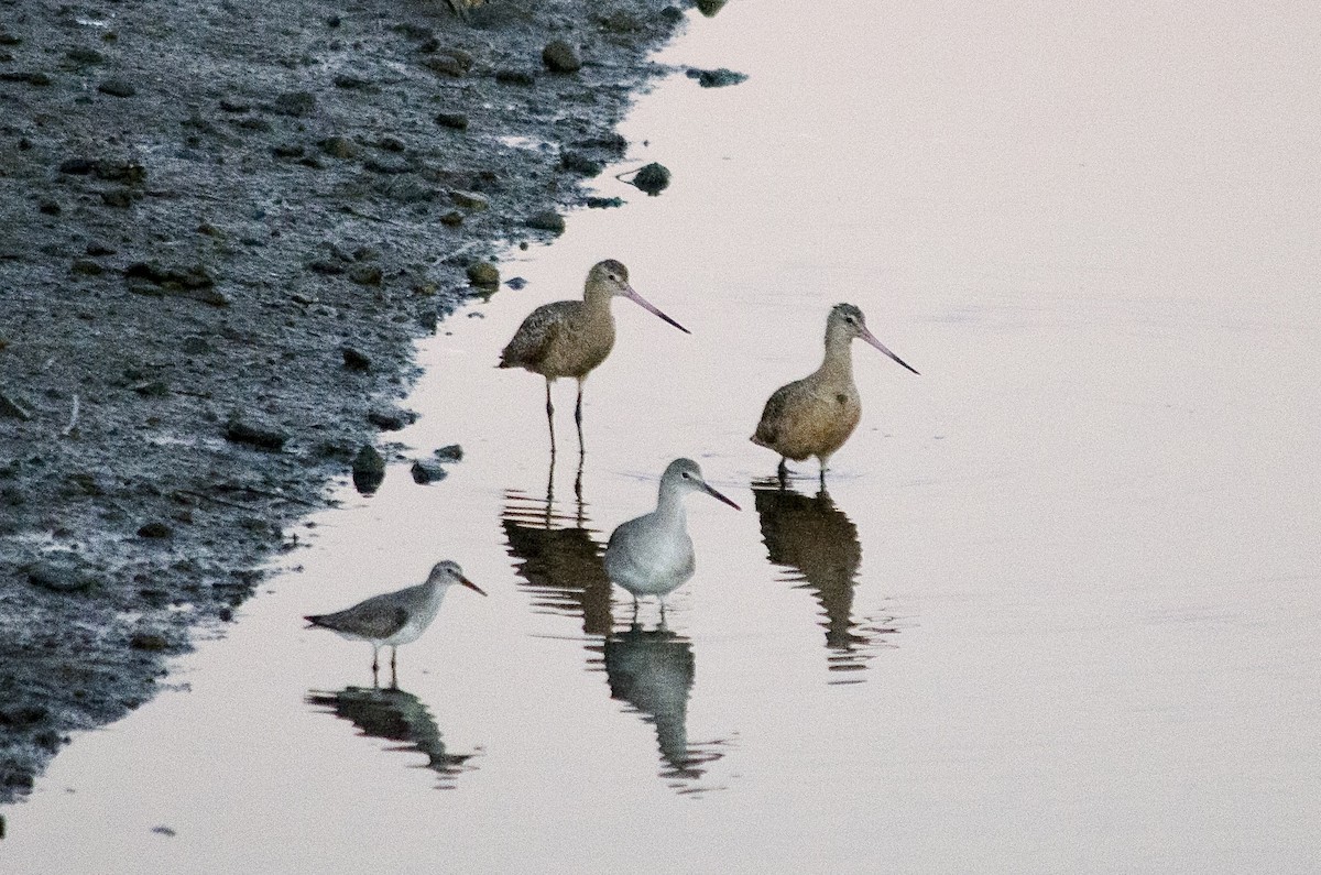 jespák rezavý - ML646624915