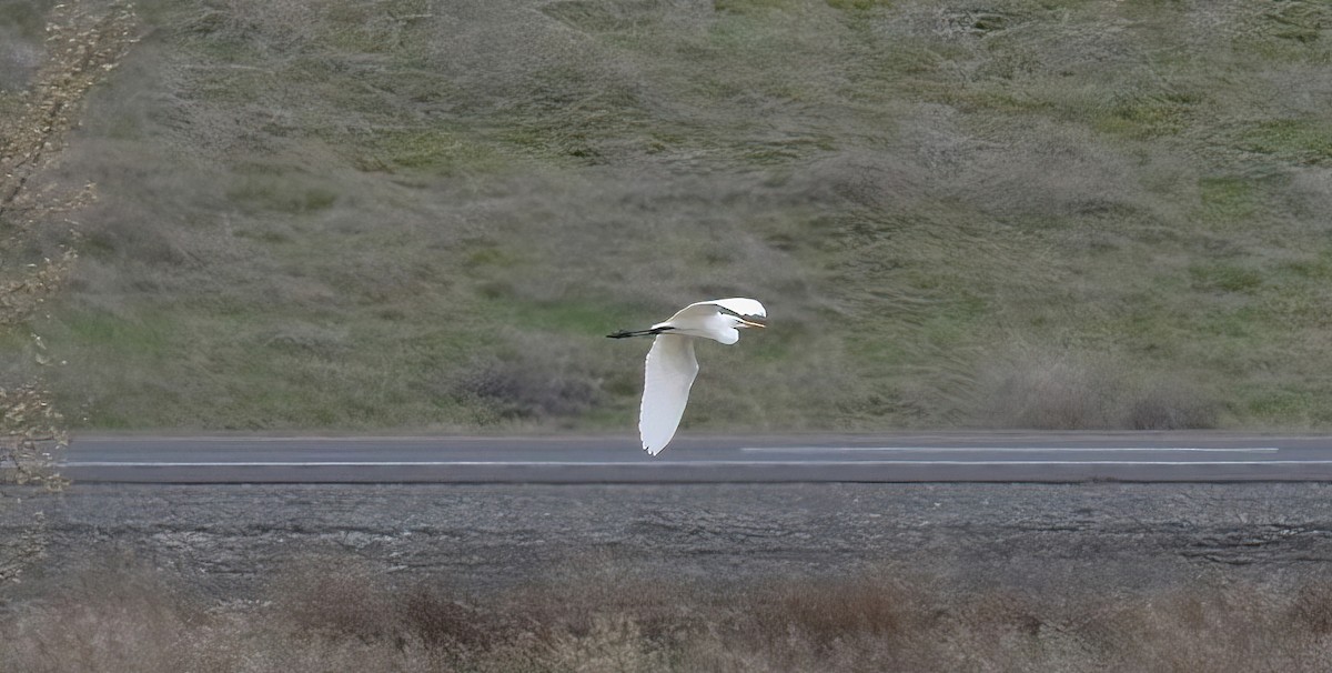 Great Egret - ML646624916