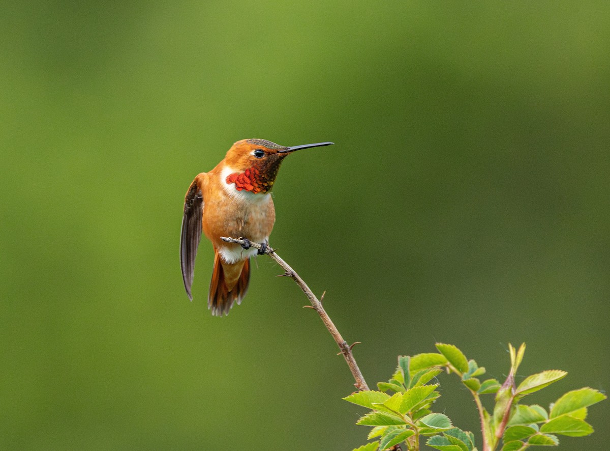 Colibrí Rufo - ML646624918
