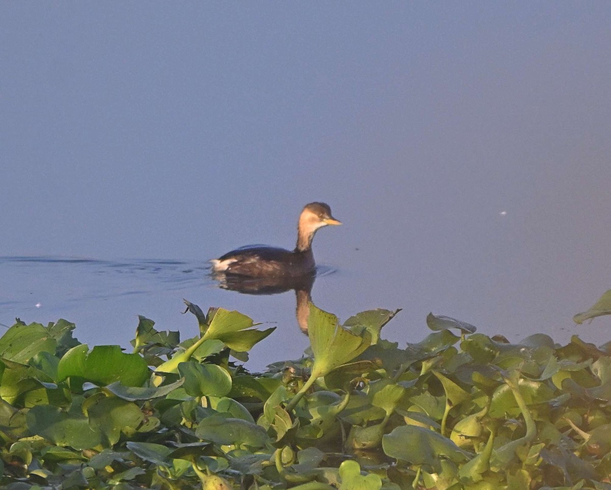 Little Grebe - ML646624920