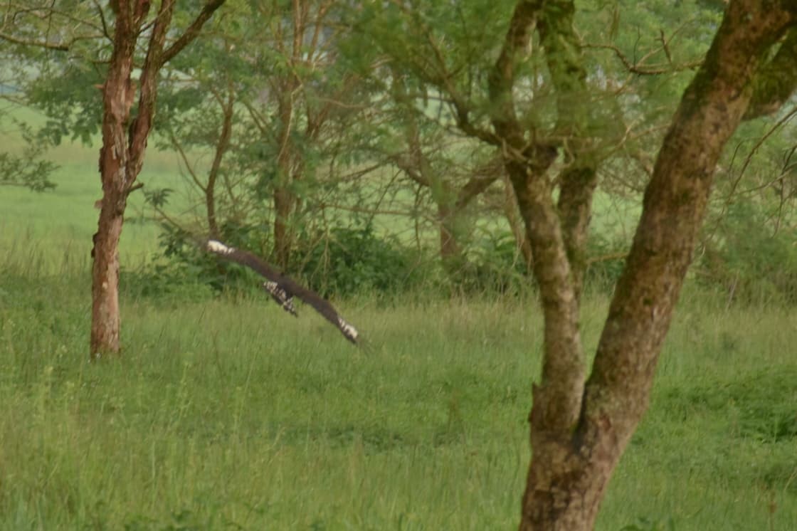 Long-crested Eagle - ML646624921