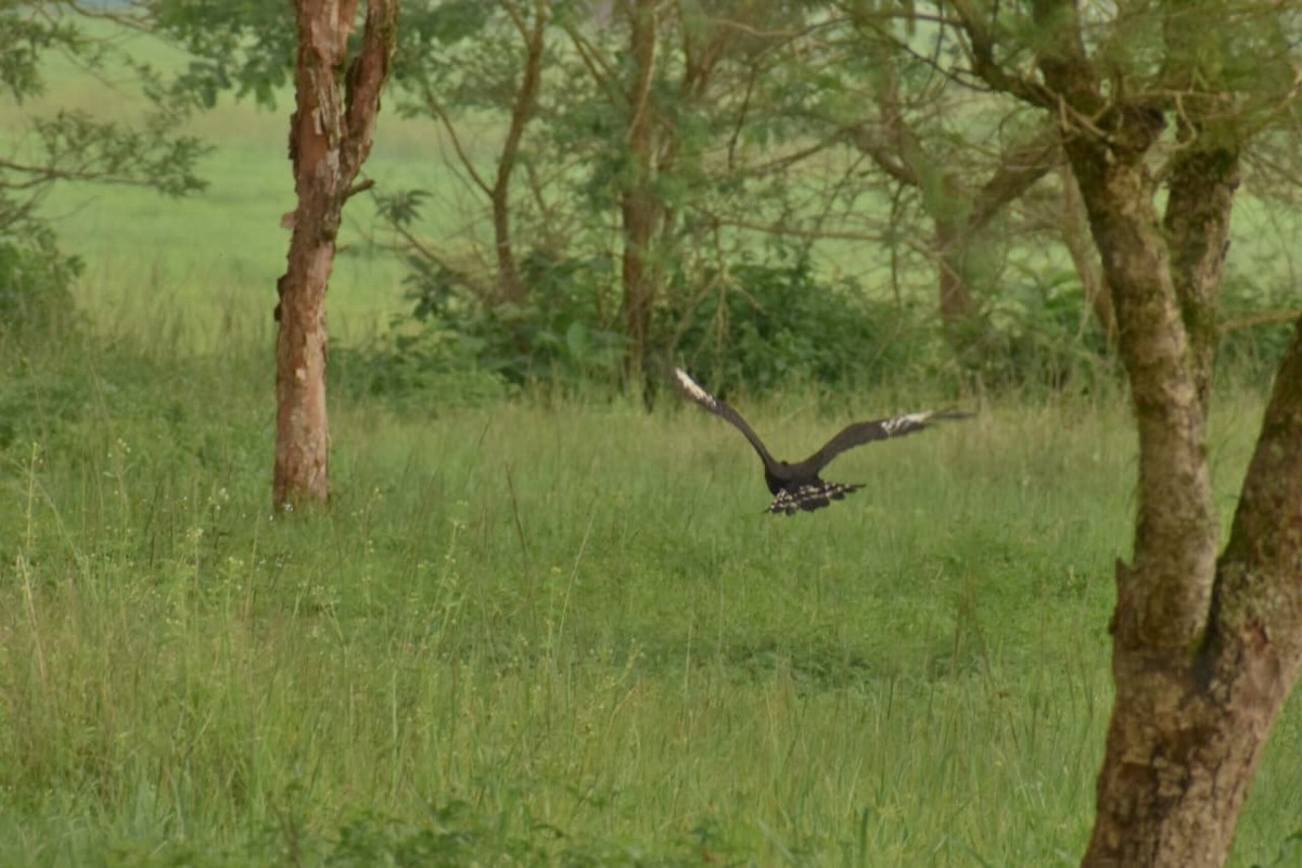 Long-crested Eagle - ML646624922