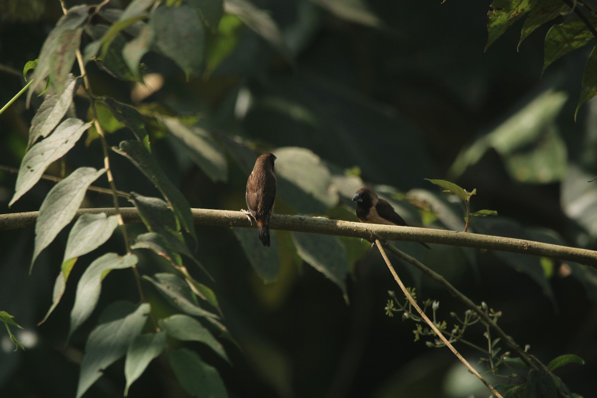 Black-throated Munia - ML646624924