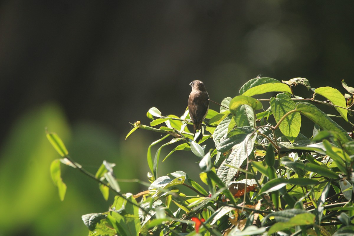 Black-throated Munia - ML646624925