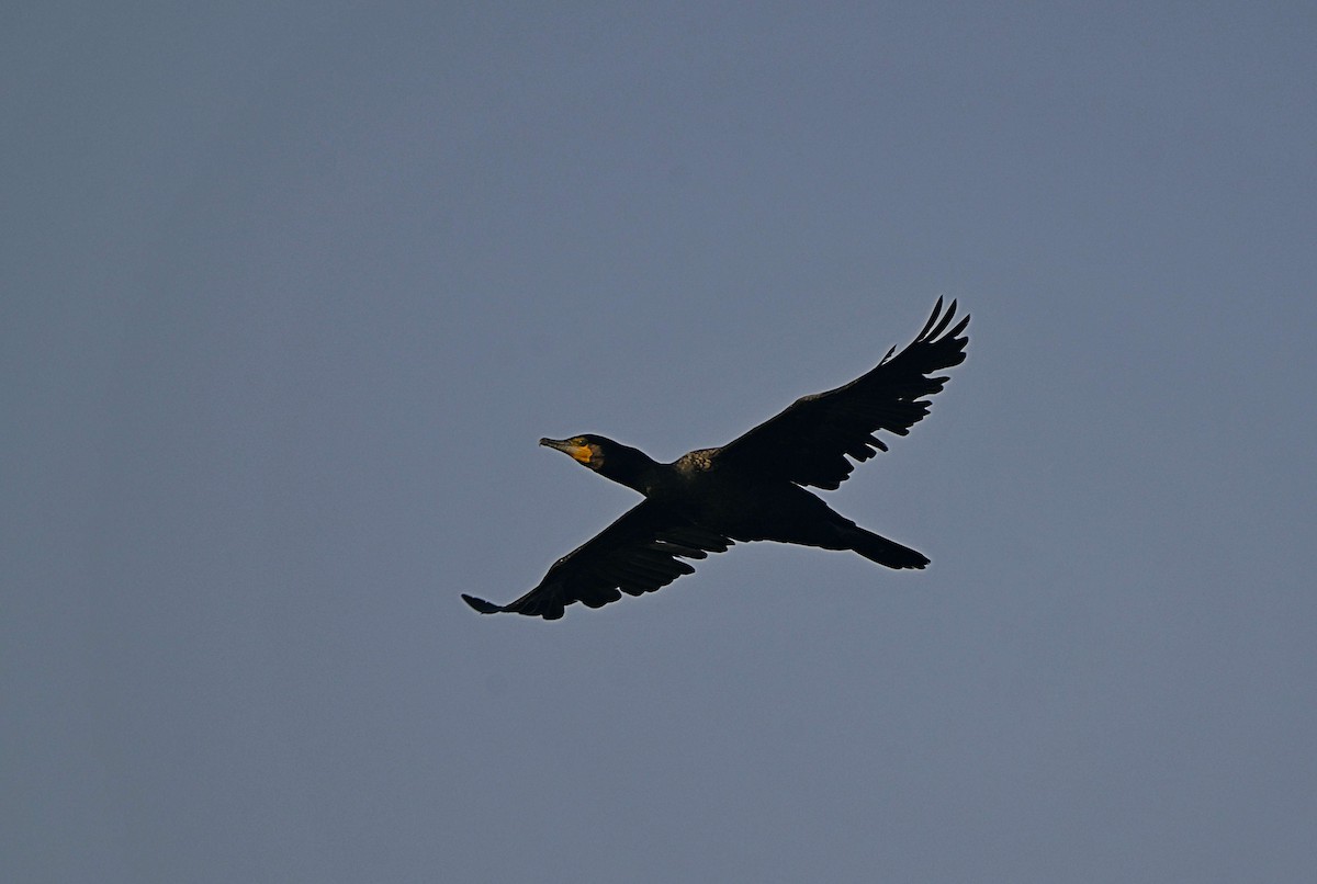 Great Cormorant - ML646624927
