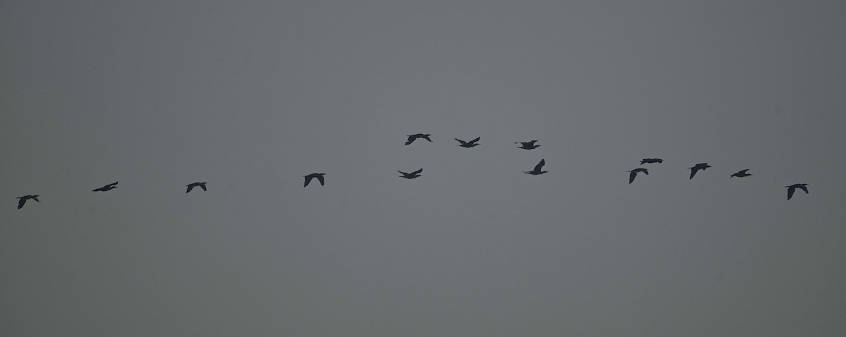 Great Cormorant - ML646624928