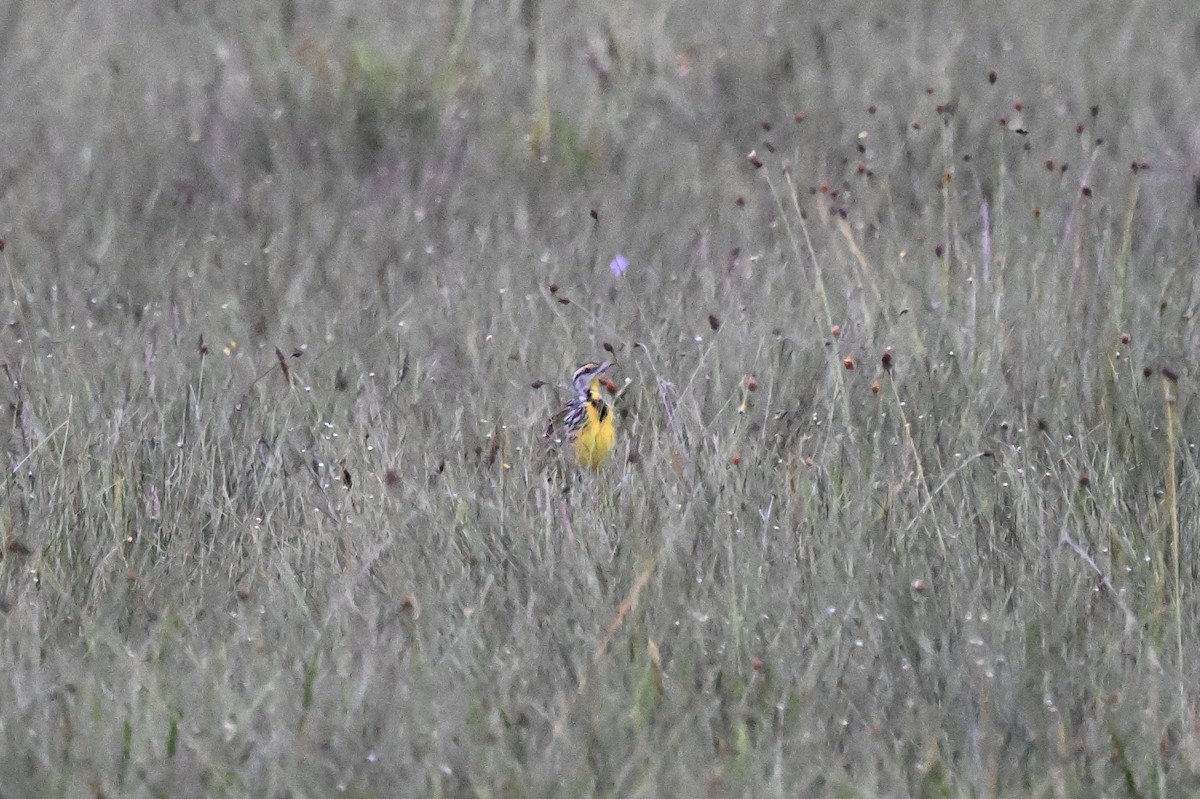 Eastern Meadowlark - ML646624930