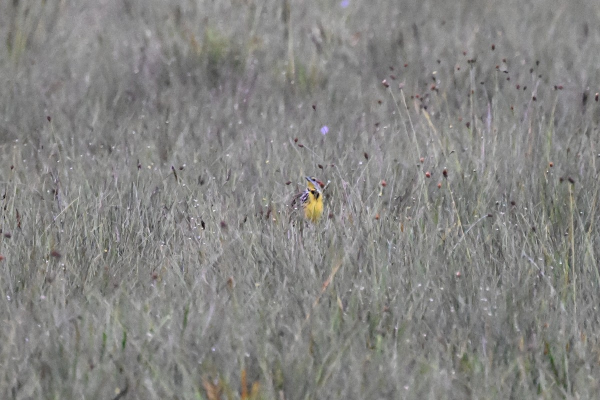 Eastern Meadowlark - ML646624931