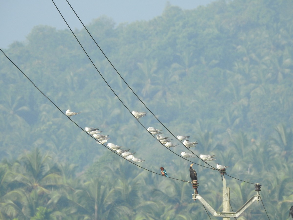 Whiskered Tern - ML646624932