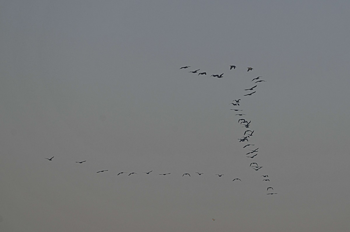 Great Cormorant - ML646624933