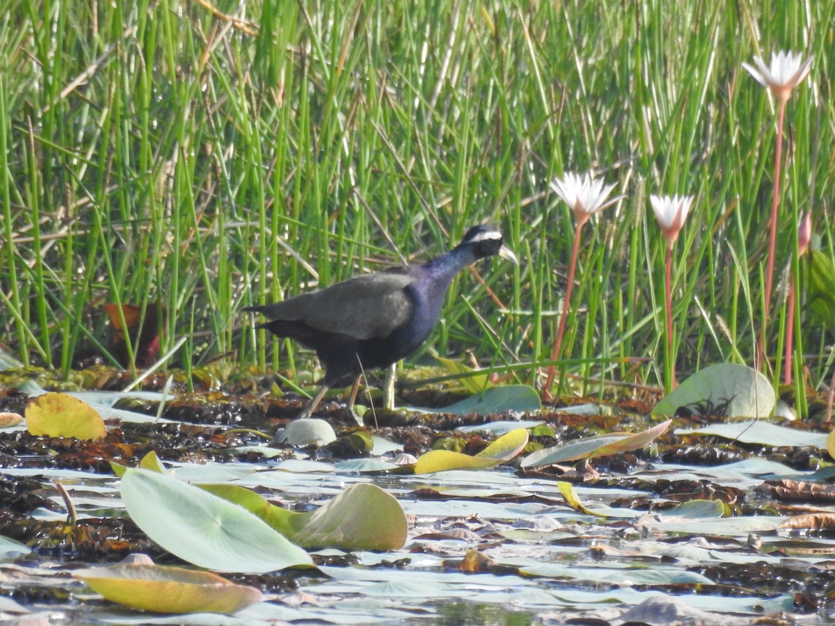 Bronze-winged Jacana - ML646624934