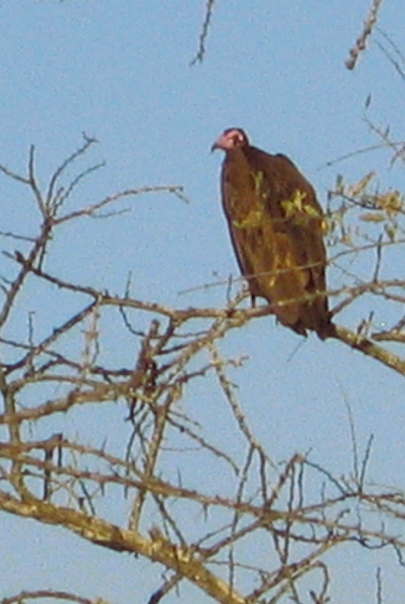 Hooded Vulture - ML646624935