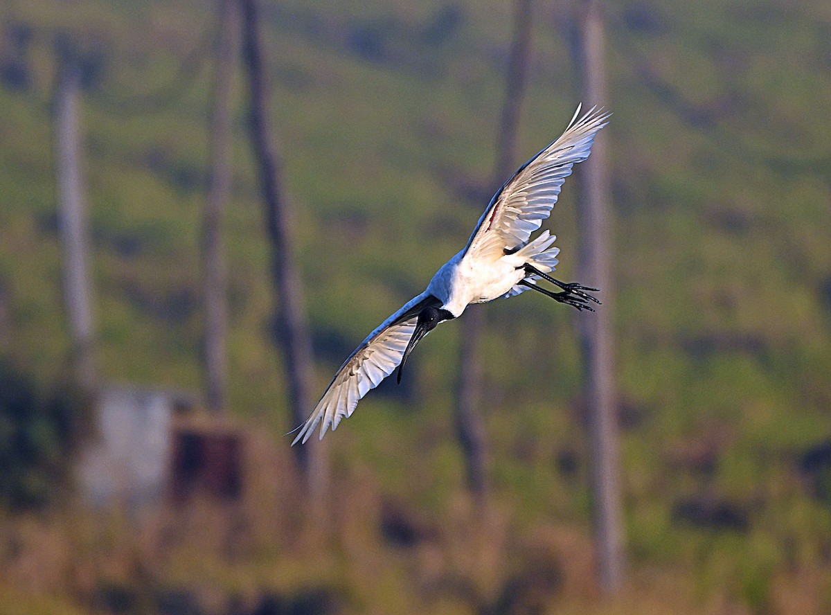Black-headed Ibis - ML646624936