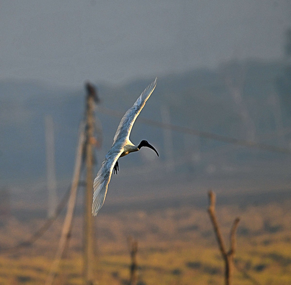 Black-headed Ibis - ML646624937