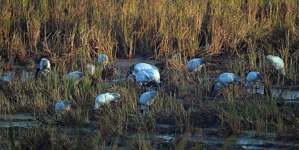 Black-headed Ibis - ML646624938