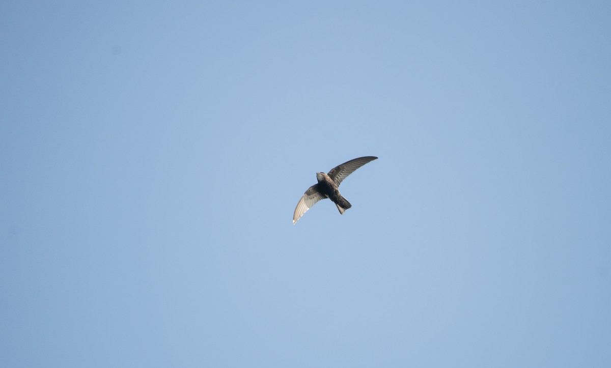 Little Swift - ML646624940