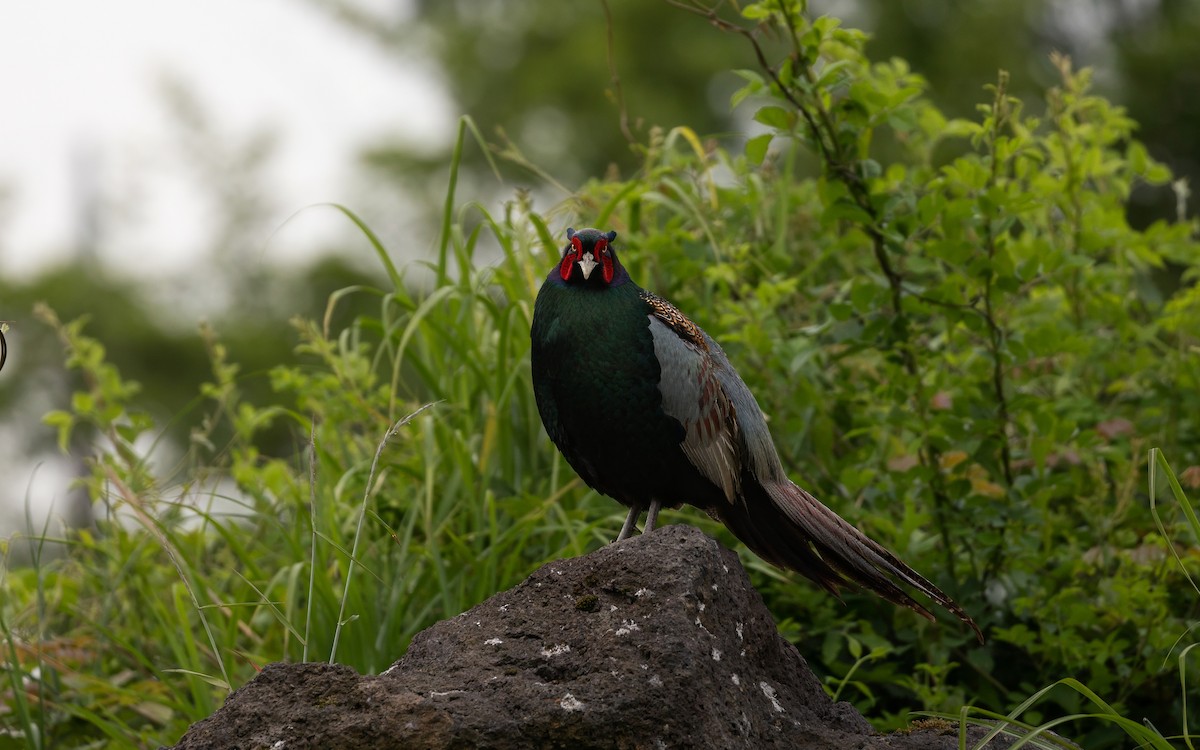 Green Pheasant - ML646624941