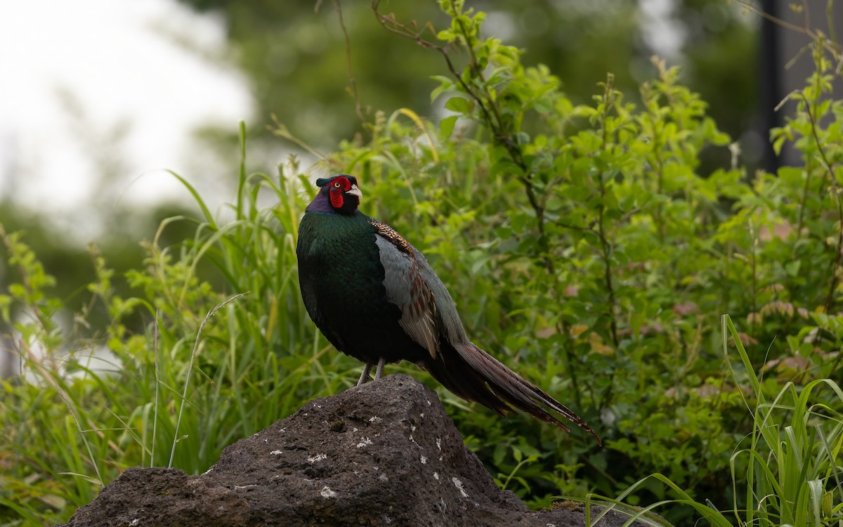 Green Pheasant - ML646624942