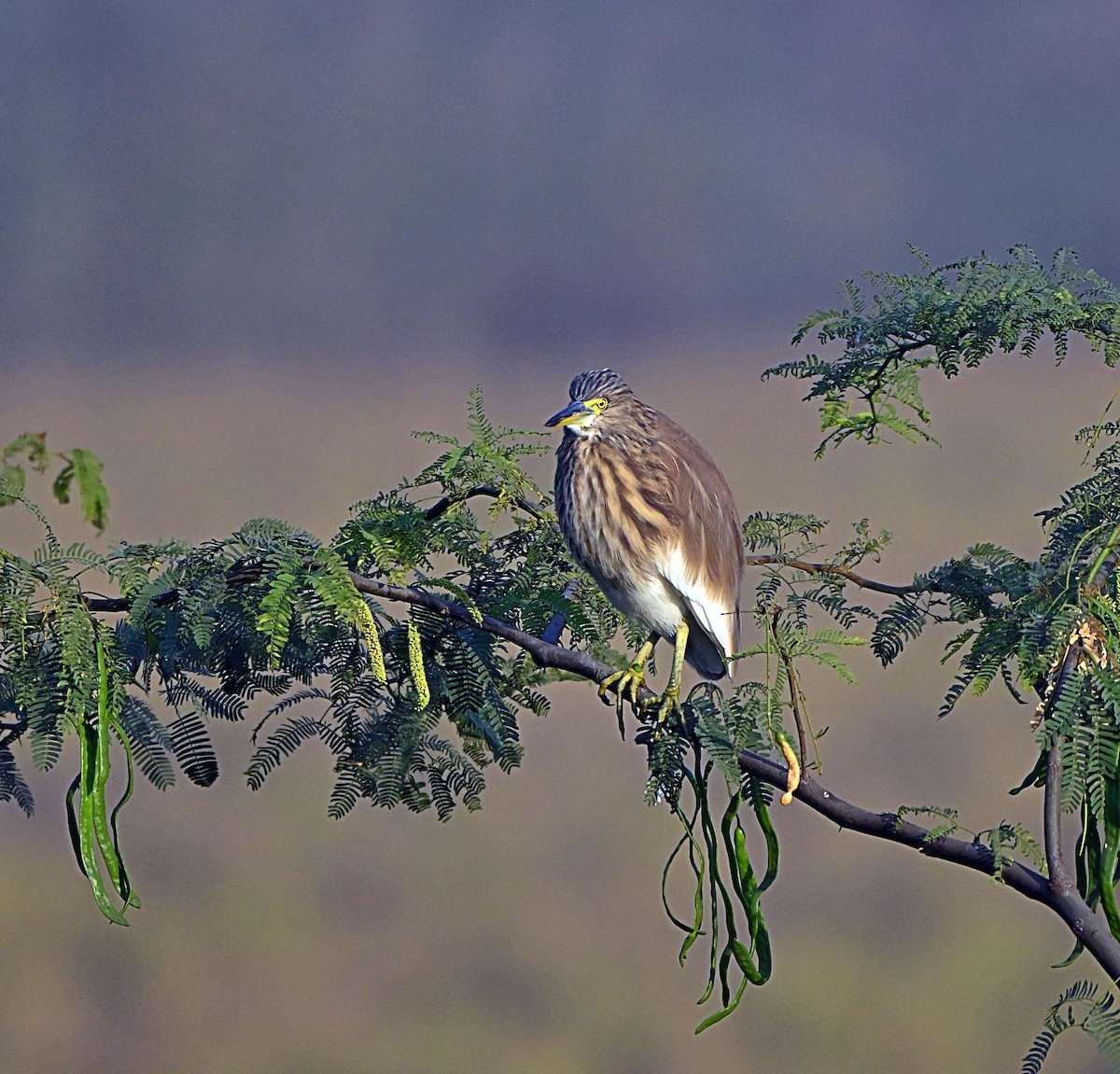 Indian Pond-Heron - ML646624946