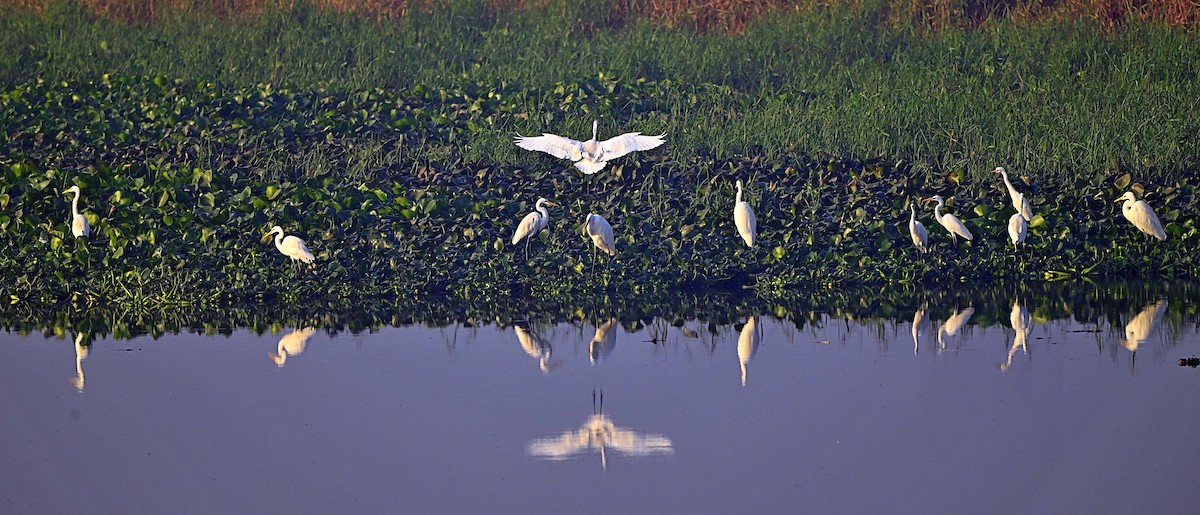 Great Egret - ML646624956