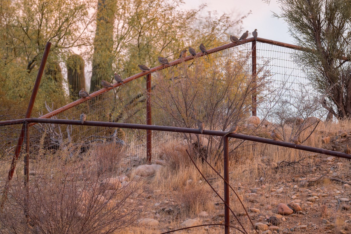 Zenaida Huilota - ML646624957