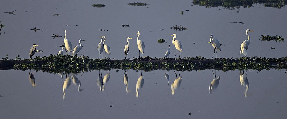 Great Egret - ML646624959