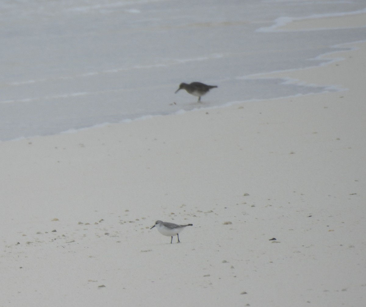 Txirri zuria - ML646624963