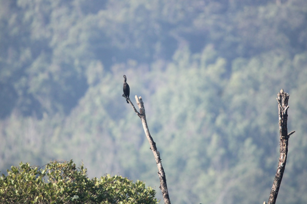 Cormorán de Java - ML646624966